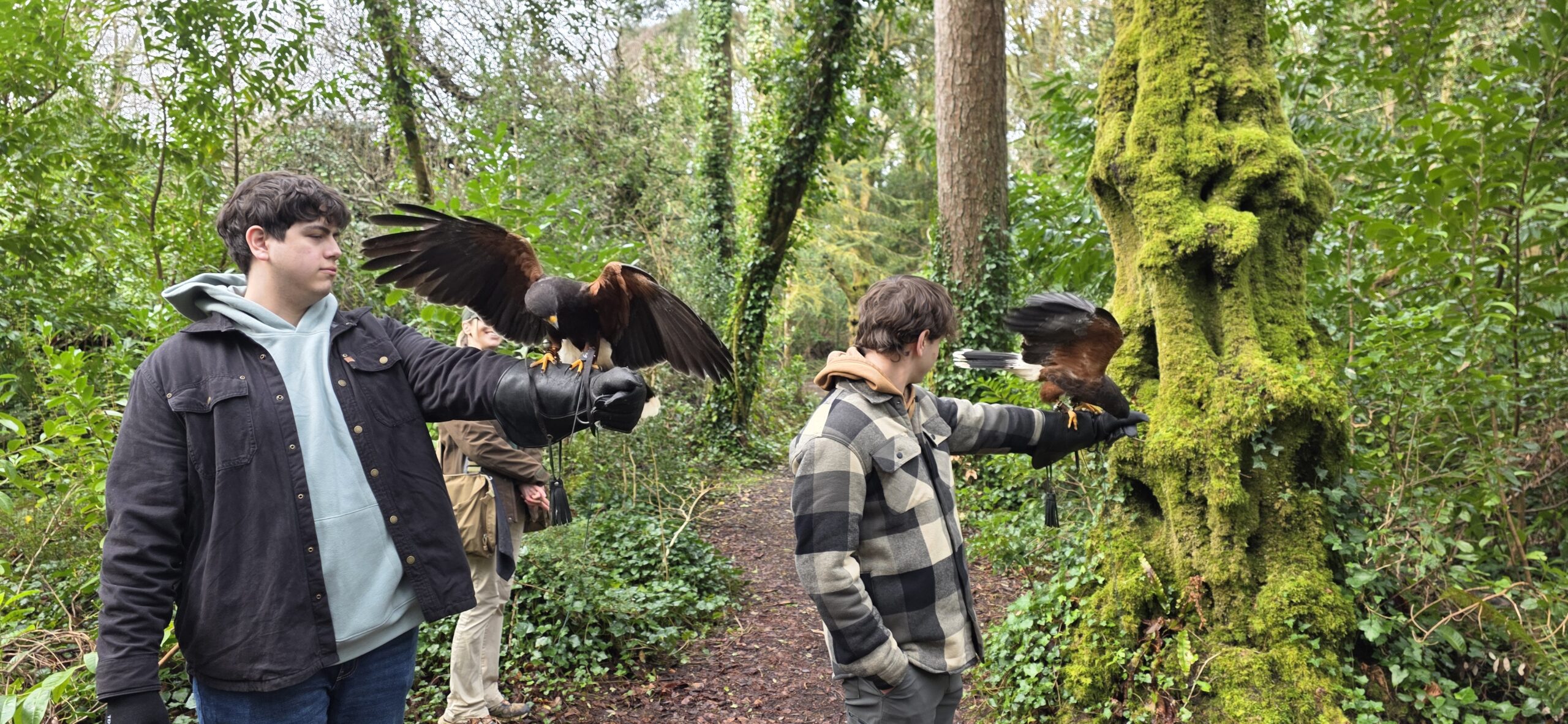 IrelandSchoolofFalconry